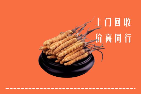 高价求购：九原区回收散虫草