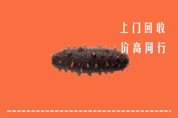 九原区回收海参